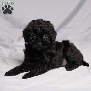 Denise, Cavapoo Puppy